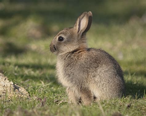 Rabbit Oryctolagus Cuniculus Rabbits Came Originally Fr Flickr