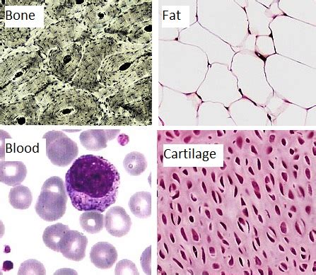 Types Of Cartilage Tissue