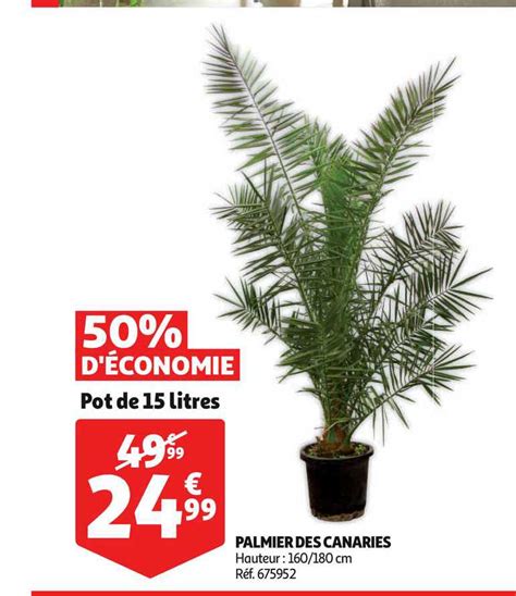 Promo Palmiers Canaries Chez Auchan ICatalogue Fr