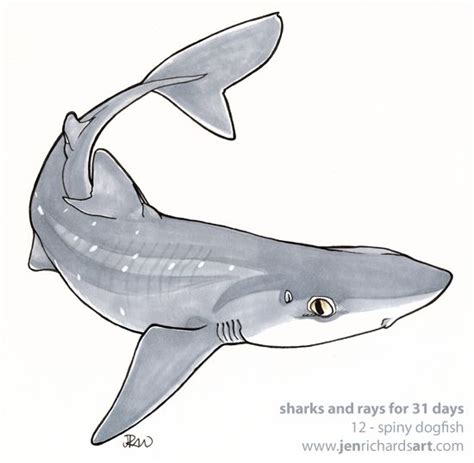 12 - Spiny dogfish - Markers. | Shark drawing, Sea animals drawings, Shark