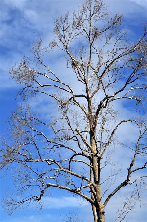 Naked Tree Free Stock Photo Public Domain Pictures