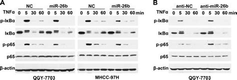 miR 26b inhibits the TNFα induced phosphorylation of IκBα and p65 A