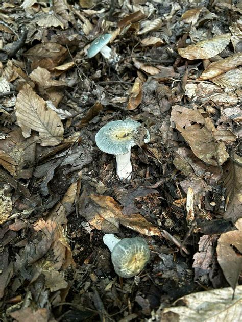 Se Pa Id Help Mushroom Hunting And Identification Shroomery Message