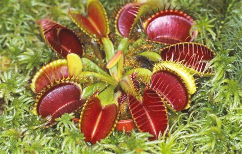 Venusfliegenfalle Dionaea Muscipula Botanischer Garten