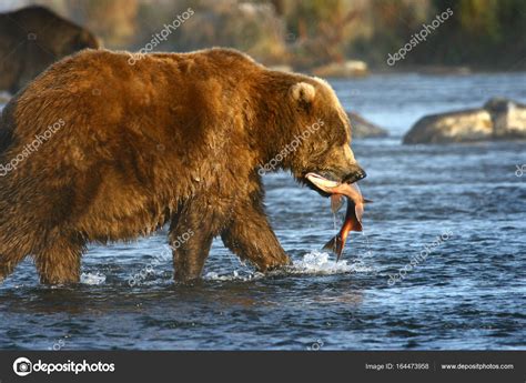 Kodiak brown bear fishing Stock Photo by ©bobby22 164473958