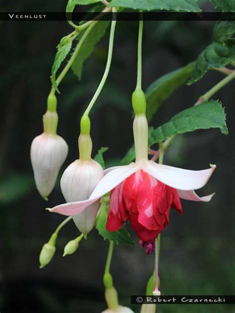 Veenlust - FuchsiaFinder