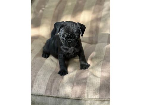 4 Frug puppies available in Columbia - Puppies for Sale Near Me