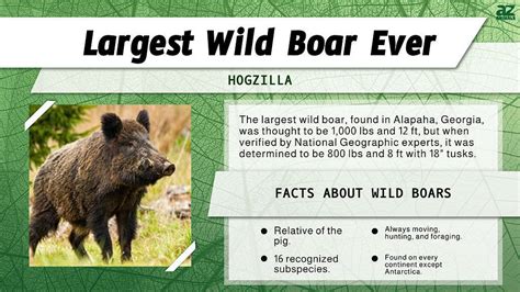 Discover the Largest Wild Boar Ever - A-Z Animals