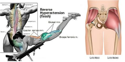 Reverse Hyperextension For Building Bigger Glutes Fitness Workouts