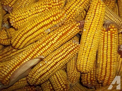 Reids Yellow Dent Corn High Protein Heirloom