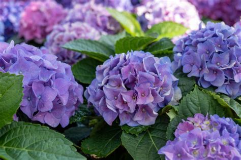 Hydrangea Companion Plants What Not To Plant With Them