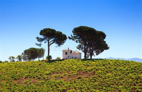 View Of Vineyards In The Spanish Countryside Stock Image Image Of