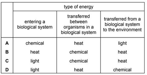 Igcse Biology 0610 19 1 Energy Flow Igcse Style Questions Paper 2