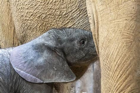 Nace Un Segundo Elefante Africano En Bioparc Valencia Con Casi Cien