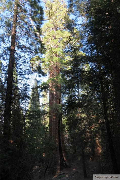 Boole Tree Sequoia Quest