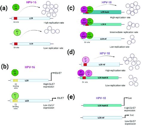 Regulation Of The Long Control Region Activity By Hpv Variations A