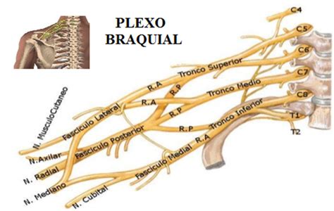 Resumo De Plexo Braquial Anatomia Fluxograma E Mais