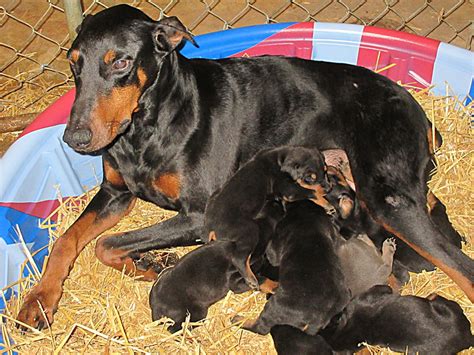 Doberman Pinscher Breeder & Puppies for Sale in Ohio | Henson's ...