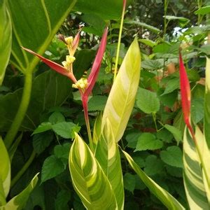 Heliconia Variegated Psittacorum Lady Di Rhizome Etsy