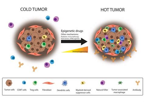 Epigenetic Drugs Contribute To Turning Cold Tumors Into Hot Cancer