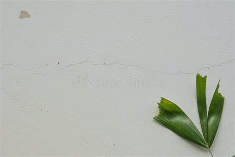 Textured Plaster And Leaf Stock Image Image Of Leaves 95714493