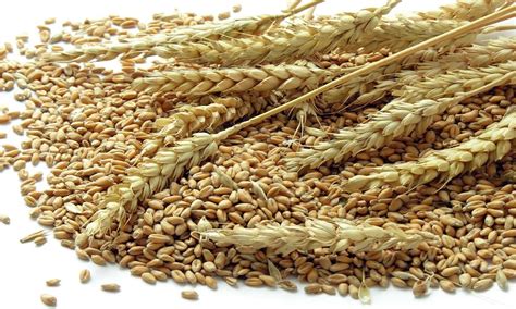 Wheat Cultivation गहू लागवडीचा विचार करताय तर या ३ जातींची लागवड करून मिळवा भरघोस उत्पन्न