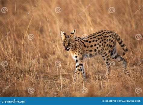 Arm Rio Do Gato Selvagem Serval Masai Mara Foto De Stock Imagem De