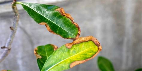 How To Treat Brown Spots On Plant Leaves Tips And Tricks Botan