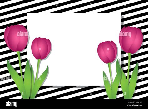 Black And White Striped Card With Pink Tulips Vector Illustration Eps10