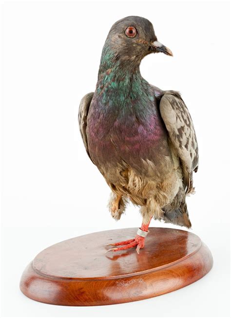 A Look Back At The Most Famous Pigeon Of All Pet Birds By Lafeber Co