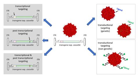 Cancers Free Full Text Towards Clinical Implementation Of Adeno Associated Virus Aav