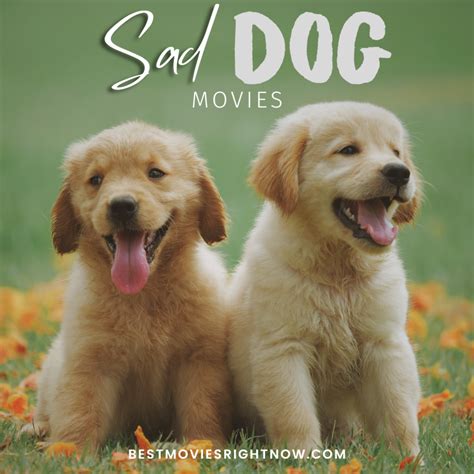 10 Sad Dog Movies - Best Movies Right Now