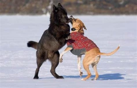 Friends Forever: Romeo the Wolf and His Dog Friend