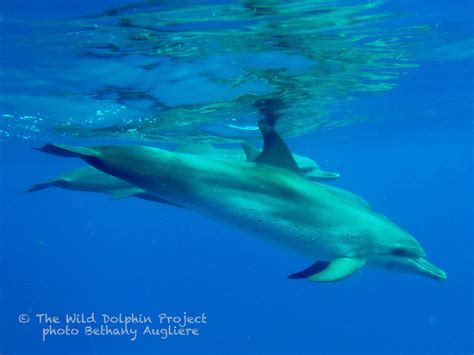 Life in a Dolphin Pod: Male Social Structure - Wild Dolphin Project