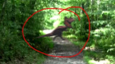 LIVE DINOSAUAR Caught On Camera IN REAL LIFE Dinosaur Footage IRL NEW