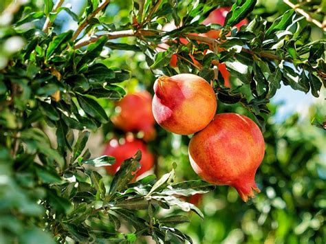 The Space Saving Solution Why Growing Pomegranates In Containers Is A