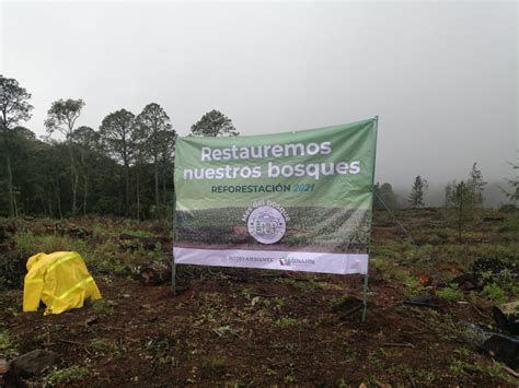 Con Reforestaciones Celebra Conafor El D A Nacional Del Rbol