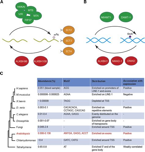 Adenine Methylation New Epigenetic Marker Of DNA And MRNA Molecular Plant