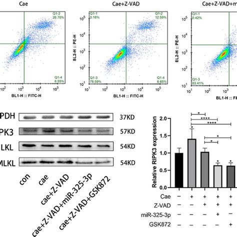 MiR 325 3p Inhibits Apoptosis And Necroptosis Of Acinar Cells A