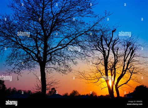In The Evening The Tree Silhouette Stock Photo Alamy