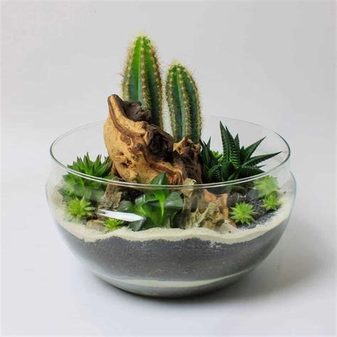 How to Make a Cactus Terrarium – The Prickly Details - Terrarium Tribe