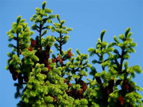 Poze Copac Natură Ramură Inflori Frunze Floare Legume şi Fructe