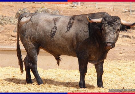 Estos son los Victorinos reseñados para la histórica corrida de toros