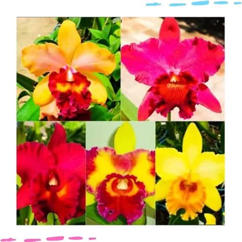 Kit Mudas De Orquidea Cattleya Especies Promo O Parcelamento