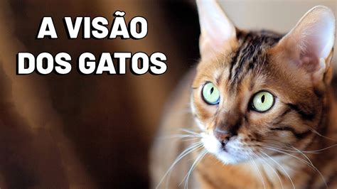 Visao De Um Gato