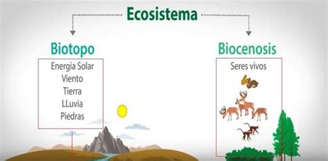 Biocenosis Qués Es Tipos Componentes Y Ejemplos Ovacen