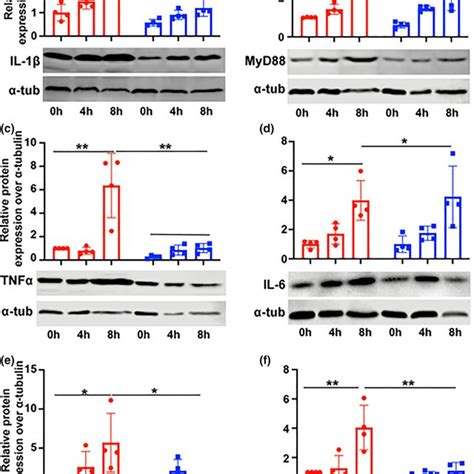 Lv Exhibit Greater Inflammasome Activation Western Blot Analysis Of