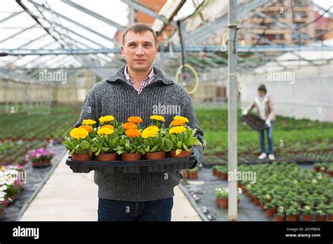 Mature Man Florist Holding Crate With Pots Of Gerbera Stock Photo Alamy