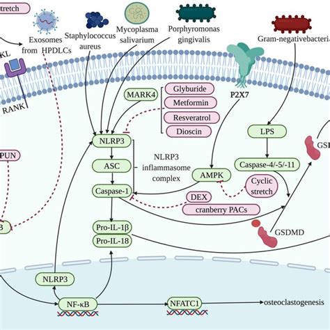 Pyroptosis Modulates The Activities Of Osteoclasts Osteoblasts