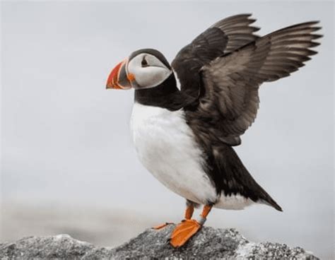 6 Puffin Bird Facts: They Fly Like an Arrow and Hunt Like a Pro - Odd Facts